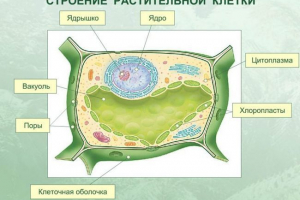 Що дає форму рослинної клітини?